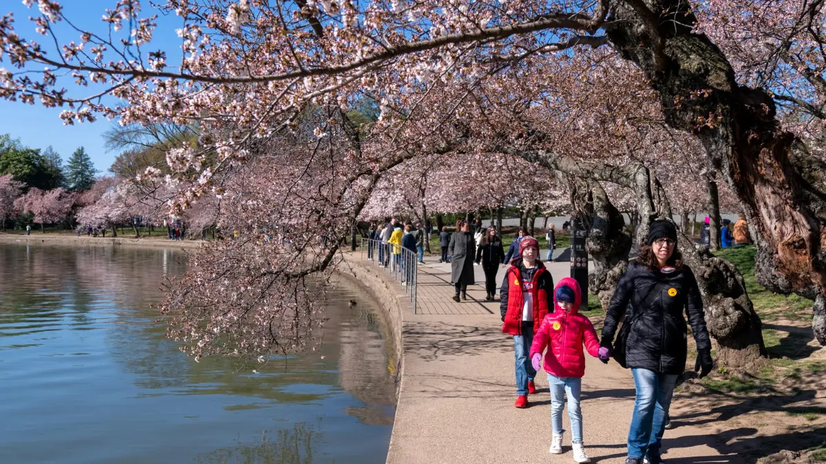 Cherry blossom Tidal Basin Washington DC romantic couples spring 2026